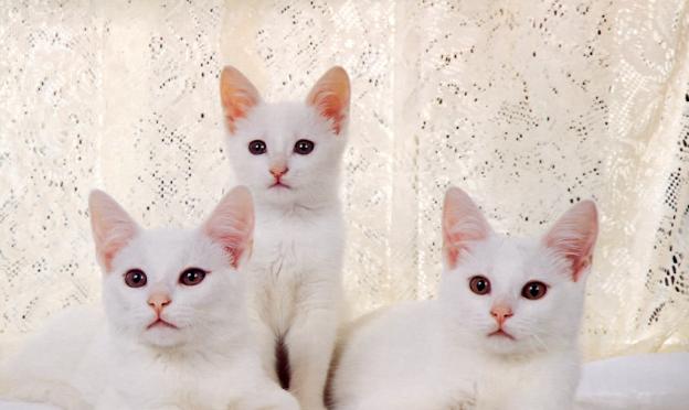 Pse ëndërroni për një mace të bardhë Nëse ëndërroni një mace të bardhë në një ëndërr